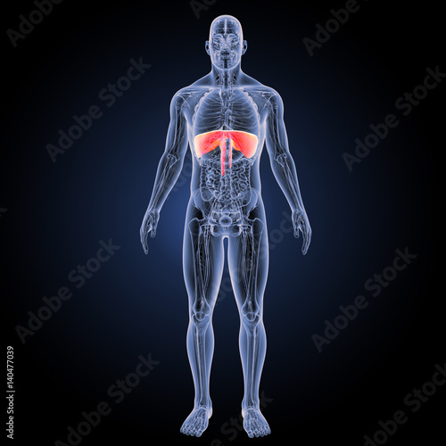 Diaphragm with anatomy anterior view