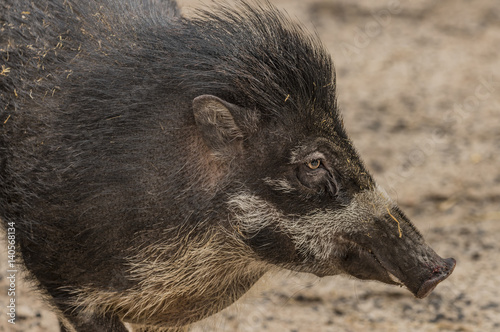 Visayan warty pig in ZOO Decin