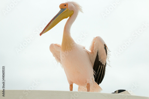 Pelikan Portrait