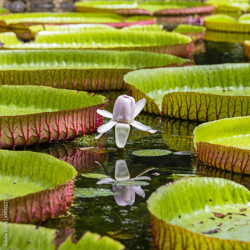 Giant water lily in Pamplemousse Botanical Garden. Island Mauritius