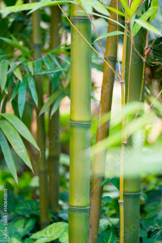 the bamboo forest