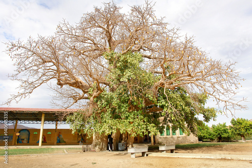 Keren in Eritrea with Shrine of St. Mariam Dearit inside a trunk of an ancient baobab tree with a statue of the Virgin Mary inside. 