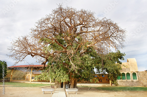 Keren in Eritrea with Shrine of St. Mariam Dearit inside a trunk of an ancient baobab tree with a statue of the Virgin Mary inside. 