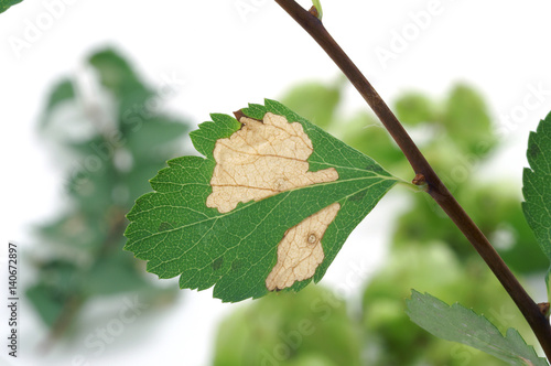 Caliroa / pear slug / sawflies / on spirea