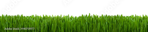 Grünes Gras Panorama vor weißem Hintergrund 