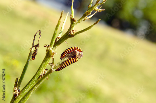 Sint-Jacobs vlinder rups