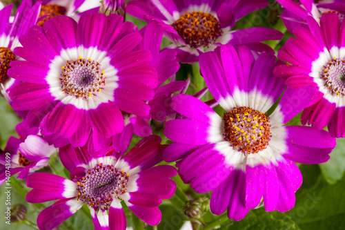 Pink flowers cineraria close up as background
