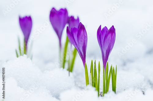 Violet flowers crocuses