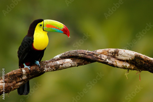 Keel-billed Toucan, Ramphastos sulfuratus, bird with big bill. Toucan sitting on the branch in the forest, Panama. Nature travel in central America. Birdwatching in tropic mountain forest.