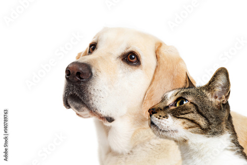 Dog and Cat Together Closeup Looking Side