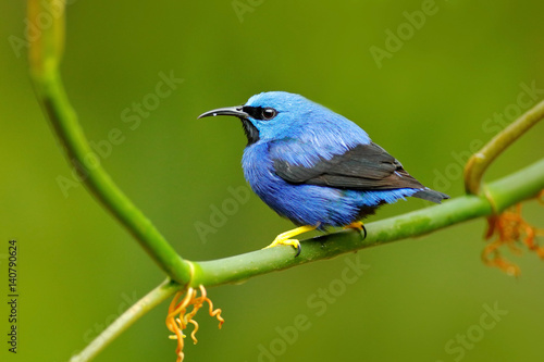 Shining Honeycreeper, Cyanerpes lucidus, exotic tropic blue tanager with yellow leg, Costa Rica. Blue songbird in the nature habitat. Beautiful blue exotic tropic blue bird with yellow leg, Panama