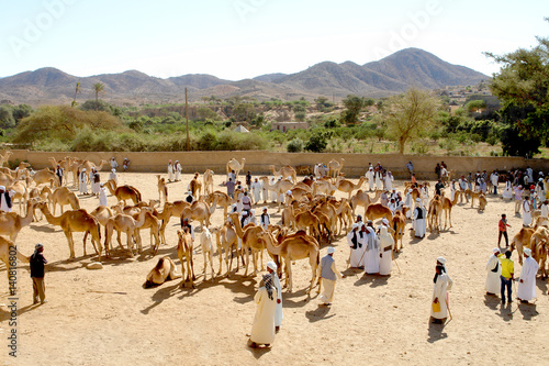 Keren Camel Market in Eritrea