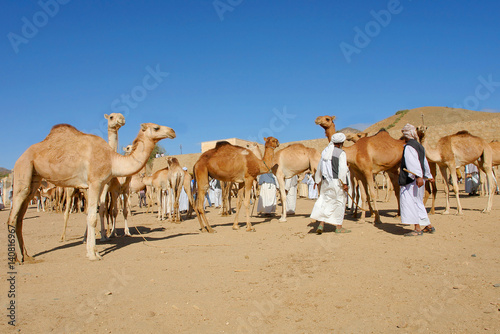Keren Camel Market in Eritrea