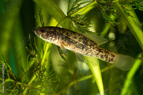 European mudminnow, Umbra kramer fish