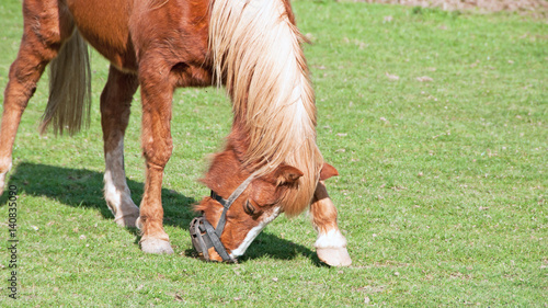 Pony trying her hardest to remove her grazing muzzle.