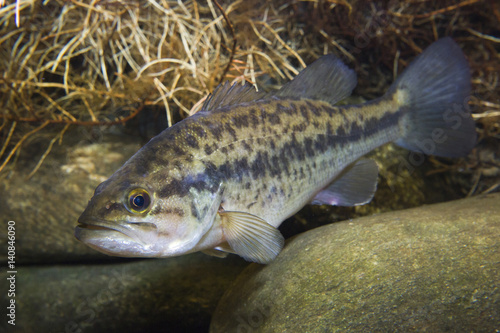 Close up underwater picture of a frash water fish Largemouth Bass (Micropterus salmoides) with a stones. Live in the lake.