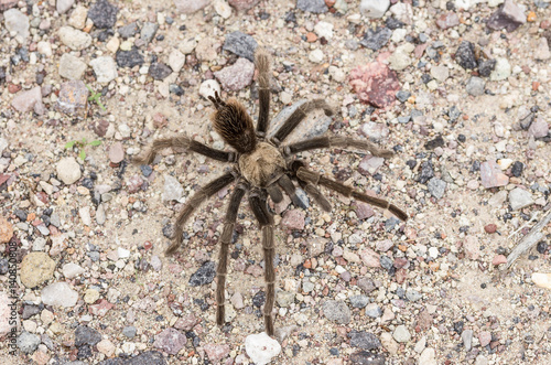 A magnificent desert tarantula (Aphonopelma chalcodes) in Death Valley, California.