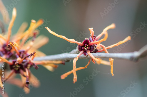 Witch hazel (Hamamelis x intermedia Jelena) flower. Detail of extraordinary red flower of shrub cultivar in the family Hamamelidaceae, with long petals