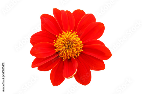  red flower with petals of orange on a white background