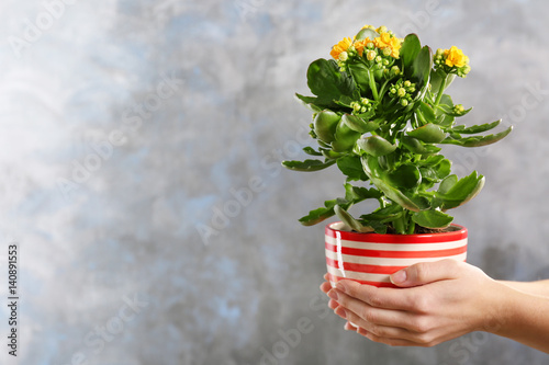 Female hands holding kalanchoe plant in pot on grey background