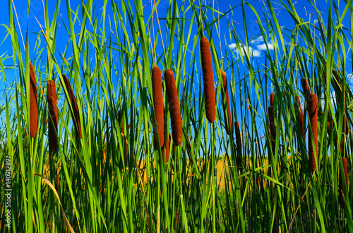 Typha latifolia, Common Bulrush, Broadleaf Cattail