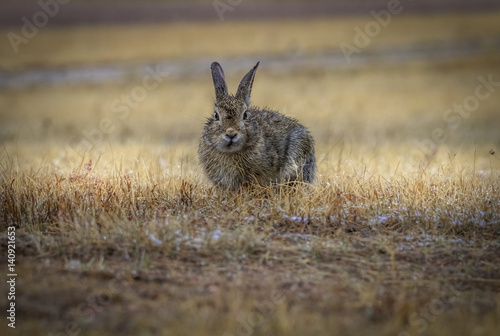 Wild gray cottontail bunny rabbit with rain drops on fur looking, making eye contact. Field, meadow after the rain. Closeup. Copy space.