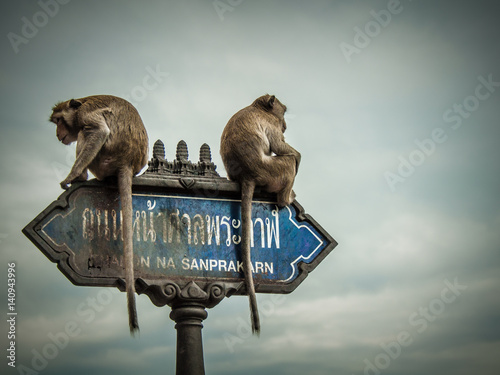 Monkeys sit on a road sign - Lop Buri - Thailand 