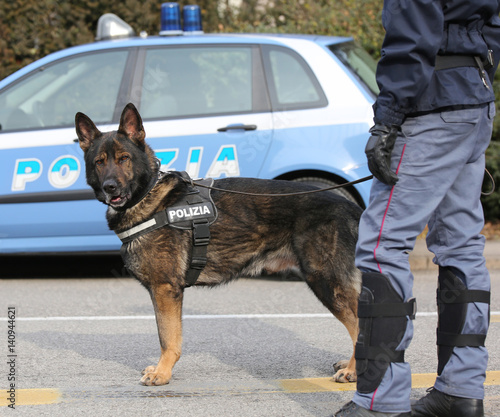 Italian police dog while patrolling the city streets before the