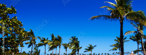 A panorama of many tropical trees and palms with a perfect blue sky. Nassau, Bahamas.