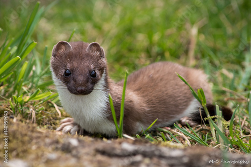 British Wildlife Weasel