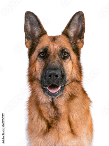 Portrait of a beautiful German Shepherd on a white background solid