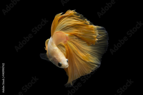 Powerful Images that showcase the graceful movements of yellow betta fish thailand.