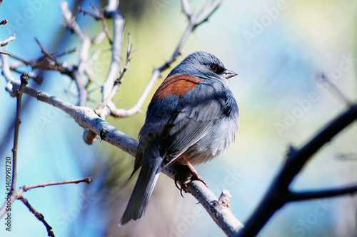 Oregon Junco