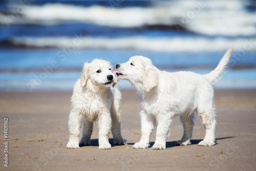 golden retriever puppies on a beach