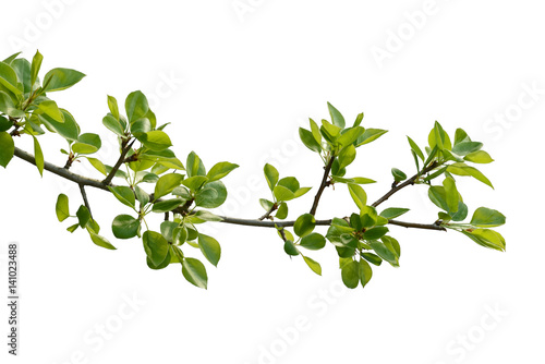 branch of pear wood