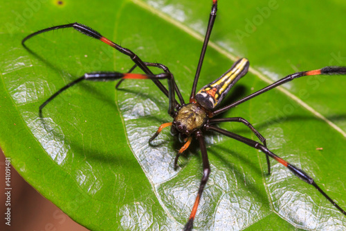 Macro close up red-black stripes spider stays on leaf