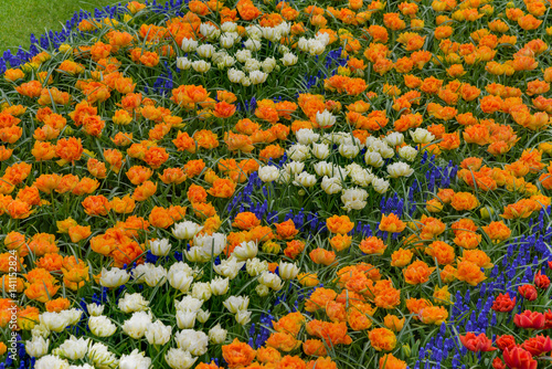 Flower fields in bloom. Colorful tulpen, narzissen in Keukenhof Gardens