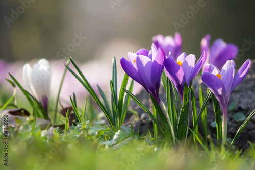 Krokuswiese im Frühling