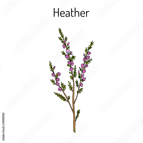 Heather calluna vulgaris branch with leaves and flowers - medicinal and honey plant