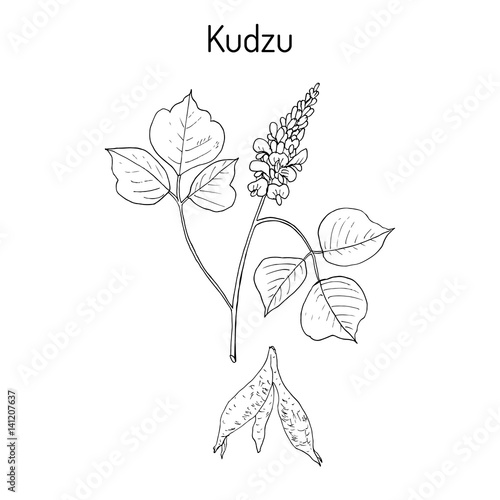 Kudzu pueraria montana , medicinal plant