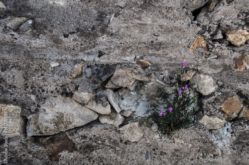 TEXTURA PIEDRA Y FLOR