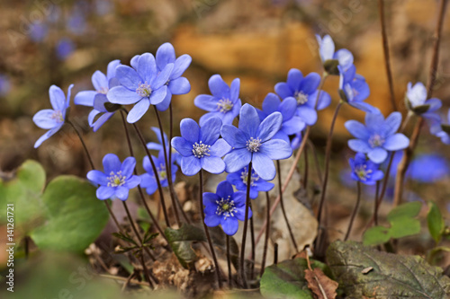 Anemone hepatica (Hepatica nobilis) Liverwort flowering in spring in the meadow