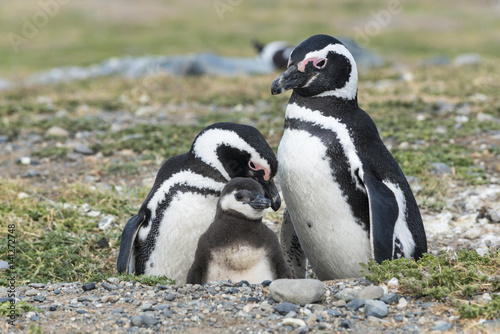 Magellanic penguins in Patagonia, Chile, South America