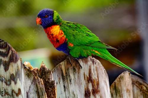 rainbow lori (Trichoglossus moluccanus) with vivid eyes and plummage