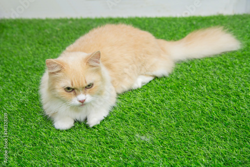 Munchkin cat on artificial grass