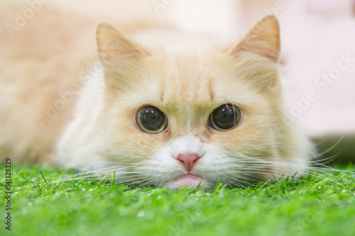 Munchkin cat on artificial grass