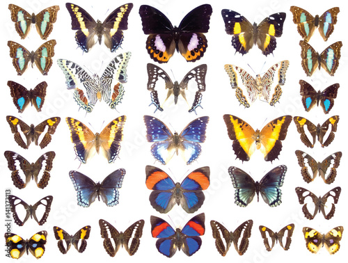Cased Collection of Exotic Butterflies