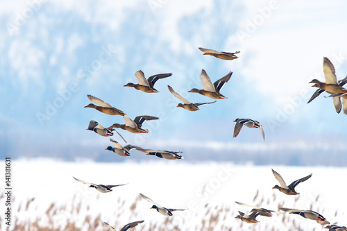  wild ducks flying together at sunset