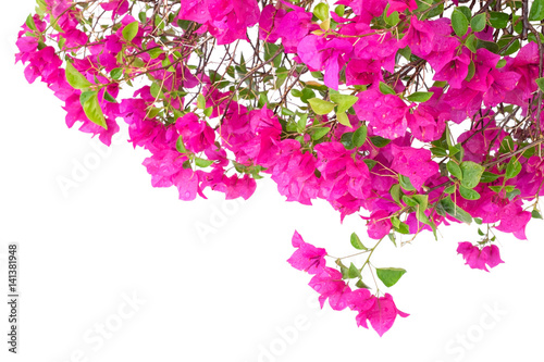 Pink bougainvillea flowers with water droplets isolated on white background.