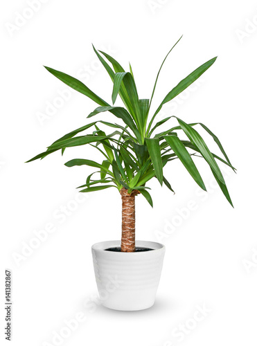 Houseplant - Yucca elephantipes a potted plant isolated over white.